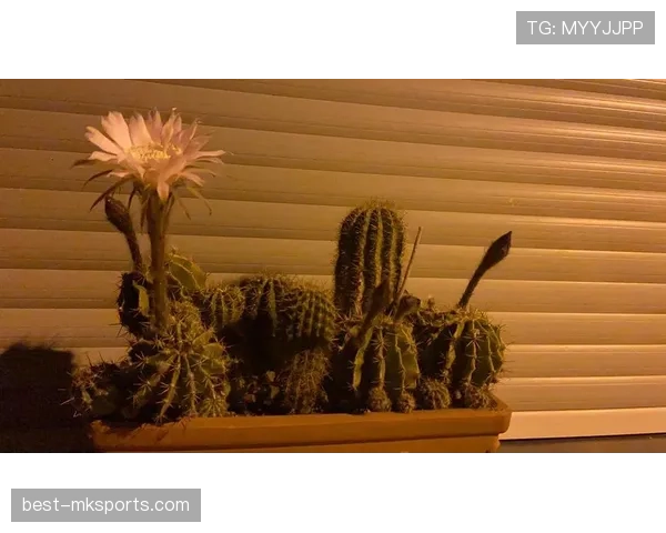 帕尔默是否昙花一现？高光表现能否持续